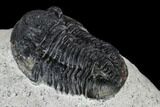 Bargain, Gerastos Trilobite Fossil - Morocco #119002-4